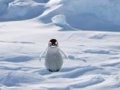 Spil Cannibal Penguin
