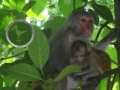 Spil Hidden Animals: Baby Monkeys