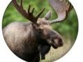 Spil Animal Quiz 