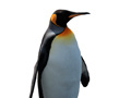 Spil Penguin Painting: Coloring For Kids