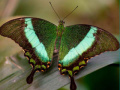 Spil 100 Pics Quiz Online