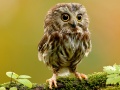 Spil Animal Hidden Stars