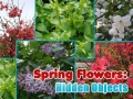Spil Spring Flowers: Hidden Objects