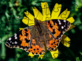 Spil Jigsaw Puzzle: Spring