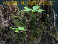 Spil Mystic sunset forest