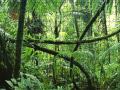 Spil Jigsaw puzzle: Rainforest