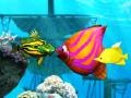 Spil Big Fish Eat Small Fish