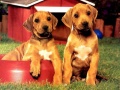 Spil Puppy Pairs Puzzle