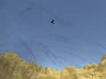 Spil Toucan Shooter