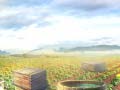 Spil Farm Treasure