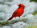 Spil Birds Puzzle