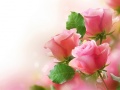 Spil Pink Roses