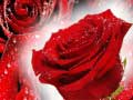 Spil Red Roses
