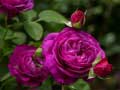 Spil Purple Roses