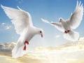 Spil Flying Birds