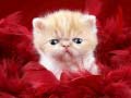 Spil Funny Kitty