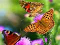 Spil Butterfly Slide