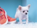 Spil Lovely Puppy Puzzle