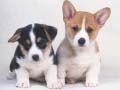 Spil Cute Puppies Puzzle