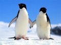 Spil Penguin Puzzle