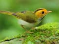 Spil Birds Slide