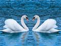 Spil Swans Slide