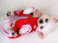 Spil Lovely Puppy Slide