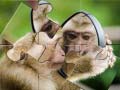 Spil Chimpanzee Jigsaw