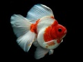 Spil Gold Fish Jigsaw Puzzle