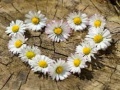 Spil Daisy Heart Jigsaw