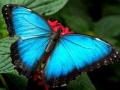 Spil Nature Jigsaw Puzzle Butterfly
