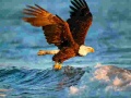Spil Animals Jigsaw Puzzle Eagle