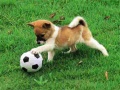 Spil Playful Puppy Outdoor Puzzle