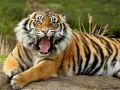 Spil Animals Jigsaw Puzzle Tiger
