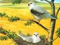Spil Birds Of Prey Puzzle