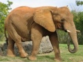 Spil Animals Jigsaw Puzzle - Elephants