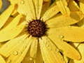 Spil Flower Petals Raindrop Jigsaw