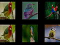 Spil Memorize the birds