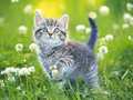 Spil Kittens Jigsaw