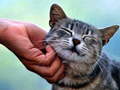 Spil Tickling Cat