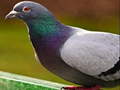 Spil Pigeon Jigsaw Puzzle