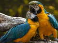 Spil Parrot Jigsaw