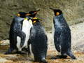 Spil King Penguin Jigsaw