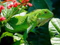 Spil Wild Iguana