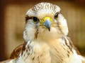 Spil Gyrfalcon Jigsaw