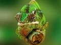 Spil Chameleon Jigsaw