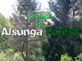 Spil Return To Alsunga Forest