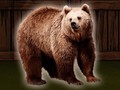 Spil Save The Grizzly Bear