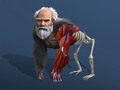 Spil Idle Evolution From Cell To Human