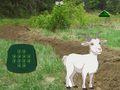 Spil Goat Find The Child